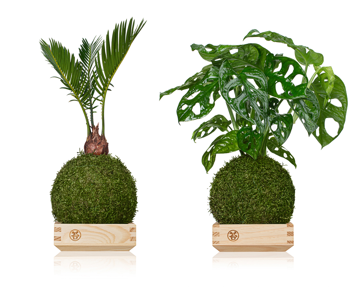 Zdjęcie packshot kuli mchu z rośliną  – fotografia packshotowa na białym tle