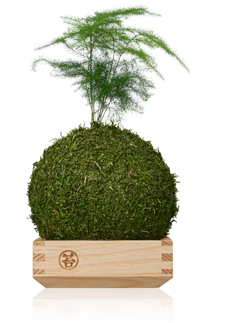 Zdjęcie produktowe kuli mchu z rośliną na podstawie – fotografia packshotowa na białym tle