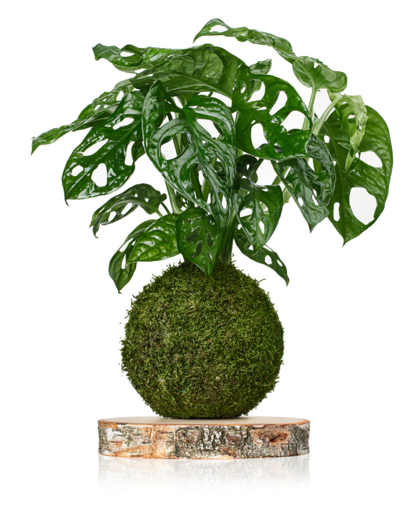 Zdjęcie produktowe rośliny w kuli mchu na plastrze drewna – packshot na białym tle