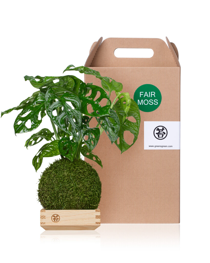 Zdjęcia produktowe zestawu rośliny w kuli mchu z opakowaniem – packshot do e-commerce