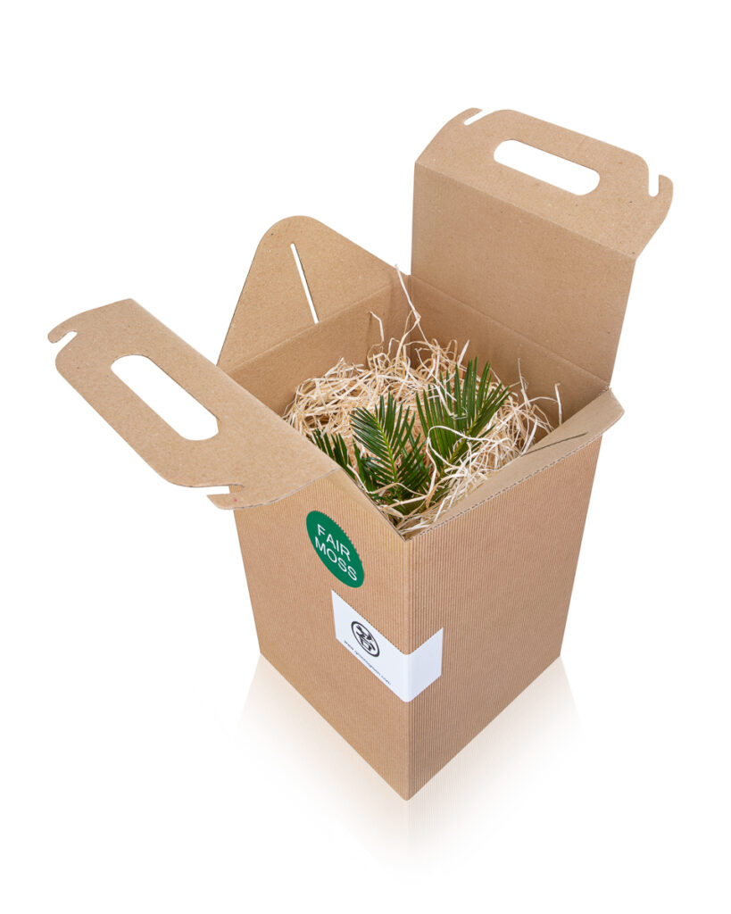 Packshot produktu w opakowaniu transportowym – zdjęcie produktowe zestawu roślinnego do sprzedaży online